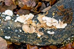 Peeling Oysterling [Crepidotus mollis?]