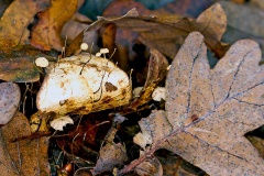 Oak-leaf Pinwheel [Collybiopsis quercophila]
