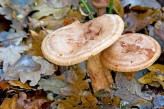 Oakbug Milkcap [Lactarius quietus?]