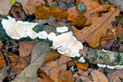Netted Crust [Byssomerulius corium?]
