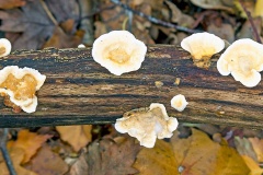 Ochre Bracket [Trametes ochracea?]