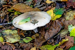 an Agaric mushroom [unidentified]