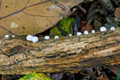 Miller's Oysterling [Clitopilus hobsonii?]