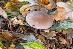 Blewit [Collybia nuda?]