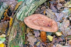 Oakbug Milkcap [Lactarius quietus?]