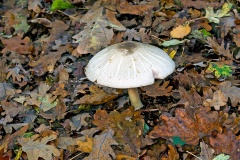 Inky Mushroom [Agaricus moelleri?]