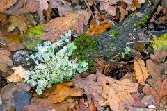 Powdered Ruffle Lichen [Parmotrema perlatum?]