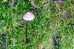 mushroom [genus Mycena]