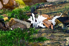 Candlesnuff [Xylaria hypoxylon]