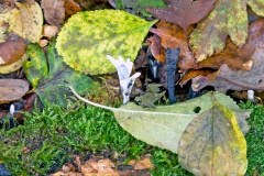 Candlesnuff [Xylaria hypoxylon]