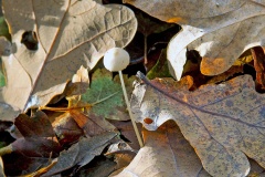 mushroom [unidentified]