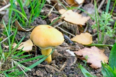 mushroom [unidentified]