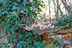 Birch Polypore [Fomitopsis betulina]