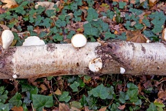 Birch Polypore [Fomitopsis betulina]