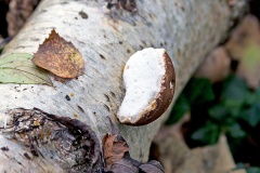 Birch Polypore [Fomitopsis betulina]