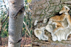 fungus [unidentified]