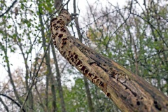 Hairy Curtain Fungus [Stereum hirsutum]