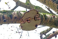 Birch Polypore [Fomitopsis betulina]