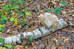 Birch Polypore [Fomitopsis betulina]