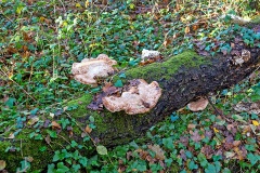 fungus [unidentified]