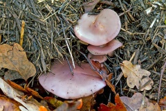 Blewit mushrooms [Collybia sp.]