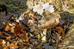 mushroom [unidentified]
