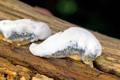 bracket fungus [Postia sp.?]