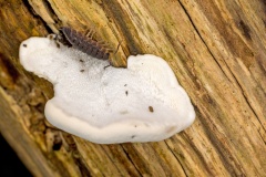 bracket fungus [Postia sp.?]