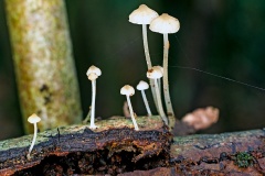 bonnet mushrooms [Mycena sp.?]