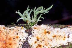 Oakmoss lichen [Evernia prunastri]