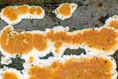 Ochre Spreading Tooth [Steccherinum ochraceum]