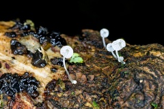 bonnet mushrooms [Mycena sp.?]