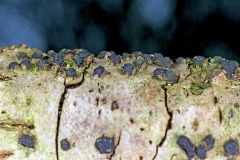 Birch Woodwart [Jackrogersella multiformis?]