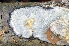 Wrinkled Crust [Phlebia radiata?]