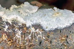 Wrinkled Crust [Phlebia radiata?]