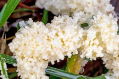 Dog Sick Slime Mould [Didymium spongiosum]