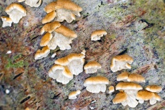 Crimped Gill [Plicaturopsis crispa ?]