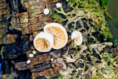 an Oysterling mushroom [Crepidotus sp.]