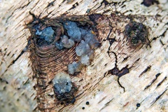 Crystal Brain [Myxarium nucleatum]