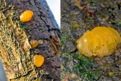 Yellow Brain [Tremella mesenterica]