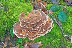 Turkey Tail [Trametes versicolor]