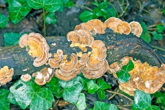 Turkey Tail [Trametes versicolor]
