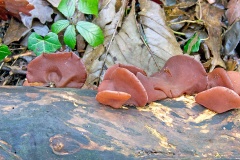 Jelly Ear [Auricularia auricula-judae]
