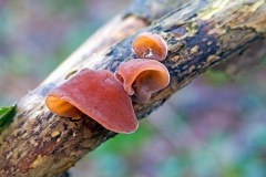 Jelly Ear [Auricularia auricula-judae]
