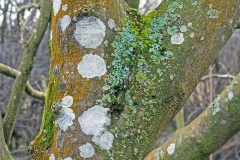 Whitewash Lichen [Phlyctis argena]