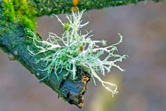 Oakmoss [Evernia prunastri]