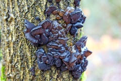 Black Witches' Butter [Exidia glandulosa]