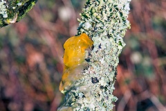 Yellow Brain Fungus [Tremella mesenterica]