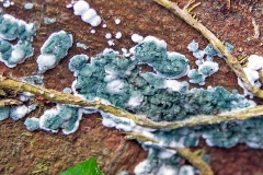 Green Mould [Trichoderma viride]