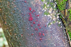 Coral Spot [Nectria cinnabarina]
